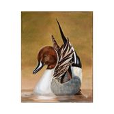 Pintail Duck