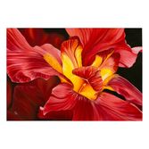 Red Iris