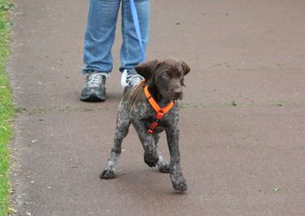 Se hvor flink jeg er til å gå i bånd, litt flink i alle fall. Hadde det ikke vært for at jeg har så veldig lyst til å hilse på den trosten som går på plenen der borte.....