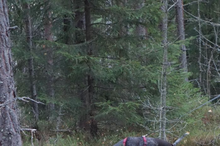 Bonus søker etter godbiter. Han følger våre spor
