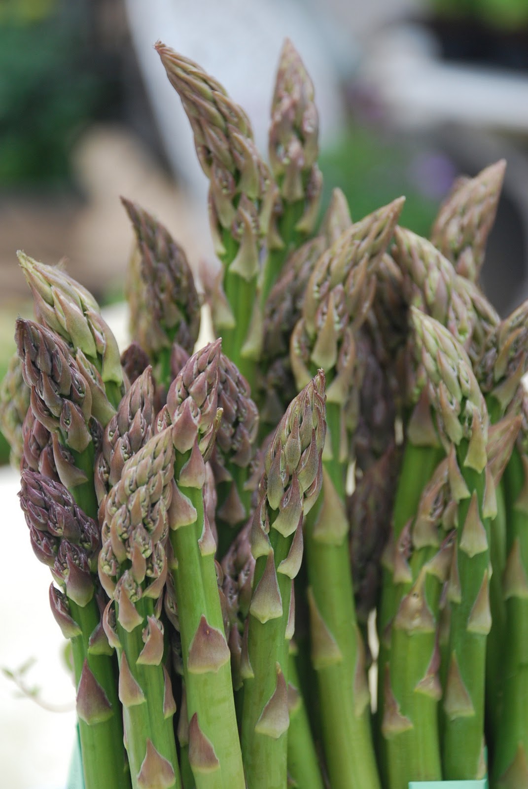 restaurang vin sparris vårmiddag sparrisafton