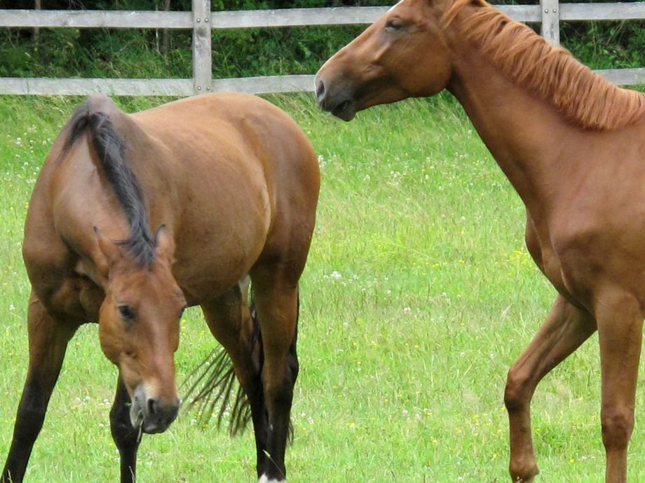 Some fun we got to have :) Horses in Sandefjord.
Litt moro må vi ha :) Hestar i Sandefjord.
