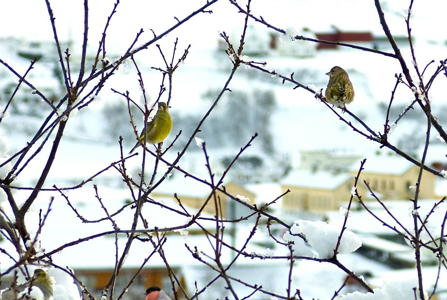 Fugleperspektiv - The birds perspective
Foto-