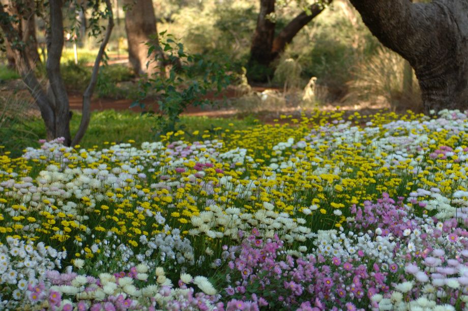Blomsterprakt - Flower magnificence
Foto-