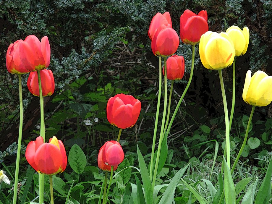 Stå opp, det er vår!  - Stand up, it`s spring!
 