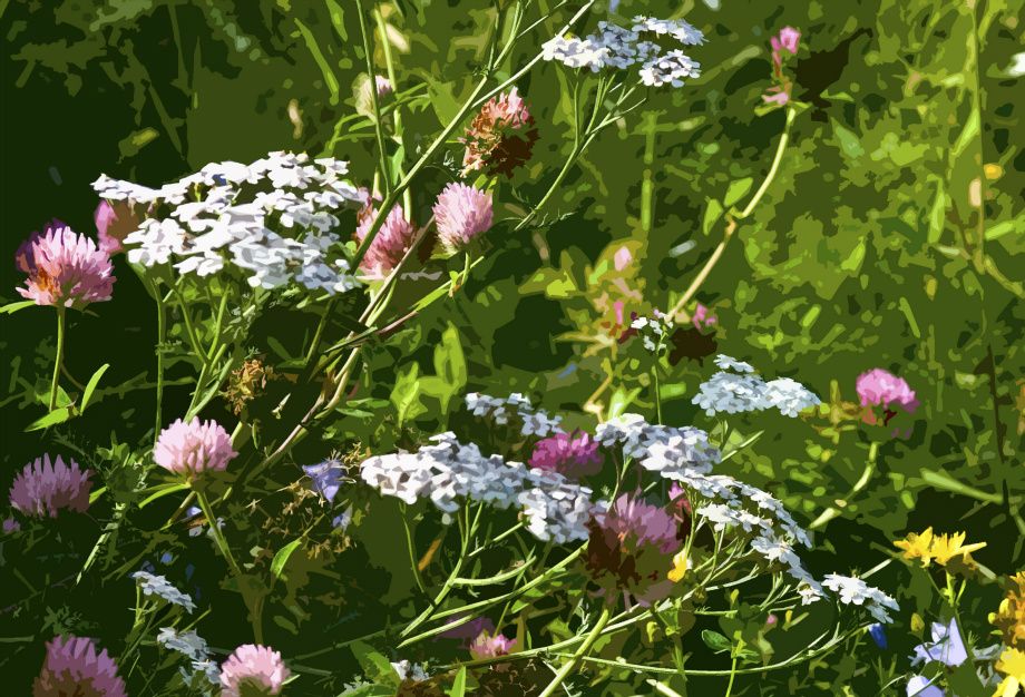 Markblomster - Flowers in the free
 