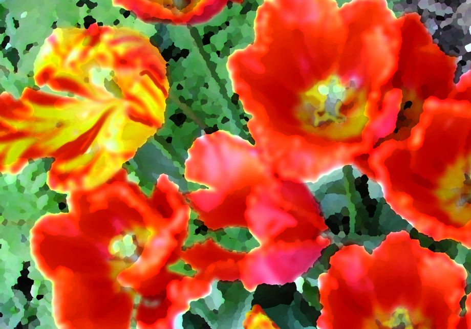 Tulipan åpenbaring - Tulip revelation
