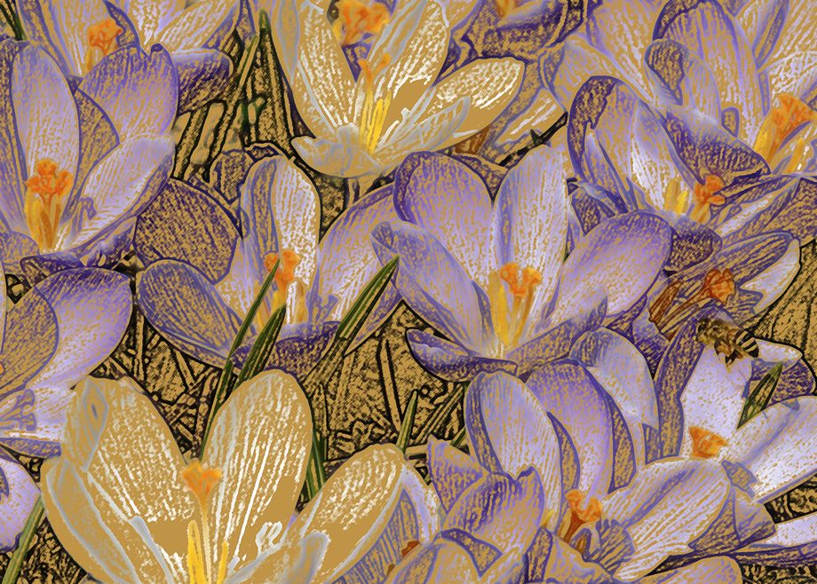 Krokus abstrahert - Crocus in abstract
