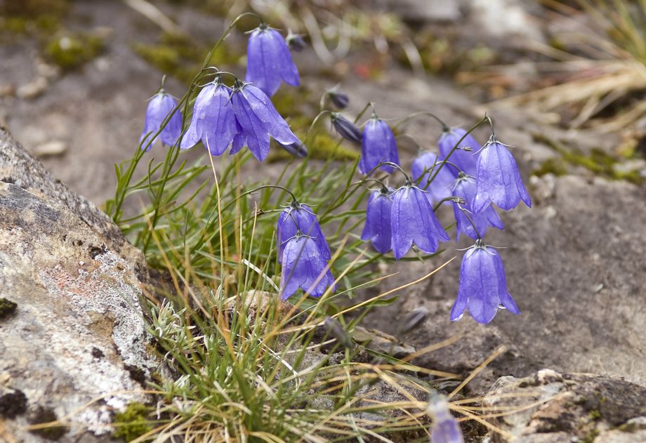 Blålokker på Vikafjellet - Harebell on The Vika mountain