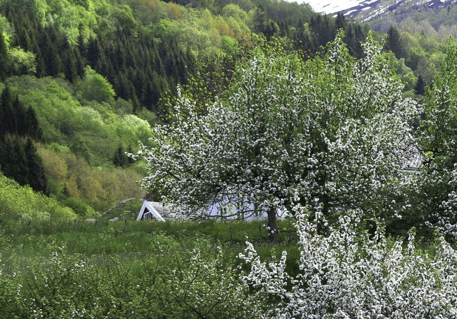 Frukt trær i  blomst på Seim - Fruit trees in bloom at Seim