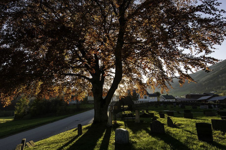 Blodbøk ved Hopperstad stavkyrkje - Blood beech at Hopperstad stave church
Foto-
