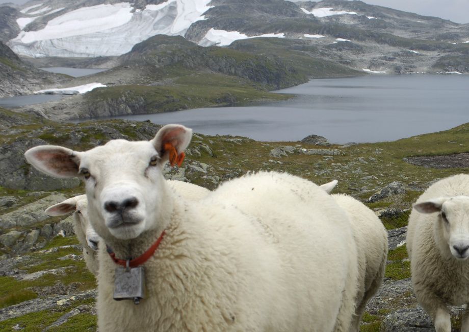 Fossfjellet (1100 moh), Vik - The Fossfjell mountain in Vik (1100meters)