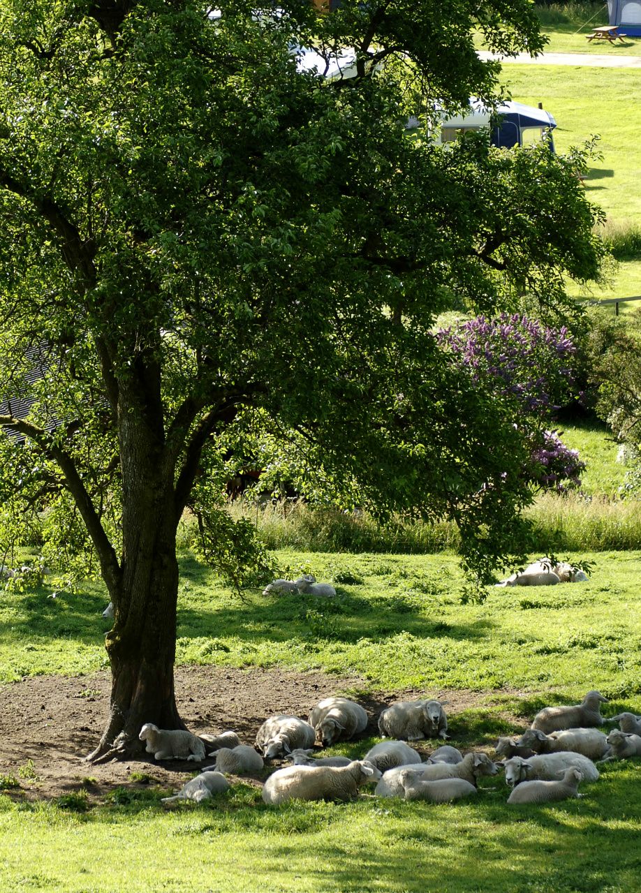 Siesta treet, Hamnen i Vik - The siesta tree, Hamnen in Vik