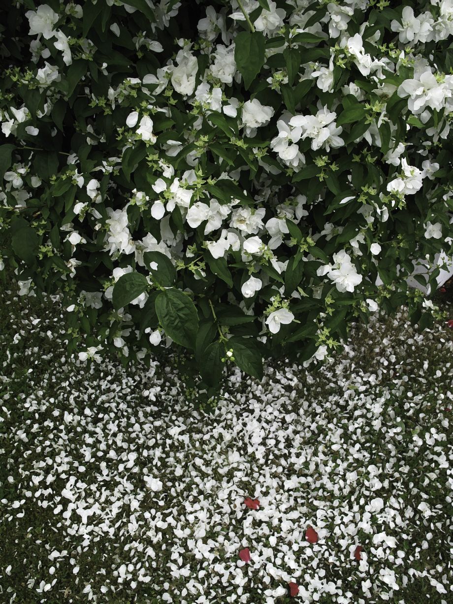 Kvit sjasmin og nokre raude rose blad - White jasmine and some red rose leaves