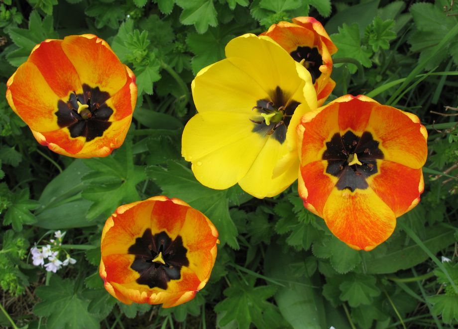 Tulipaner - Tulips