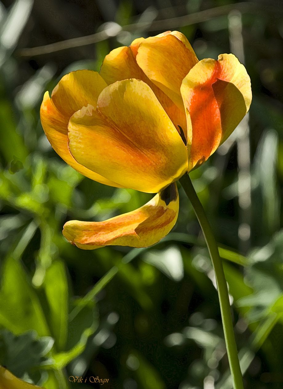 Tulipan - Tulipo
