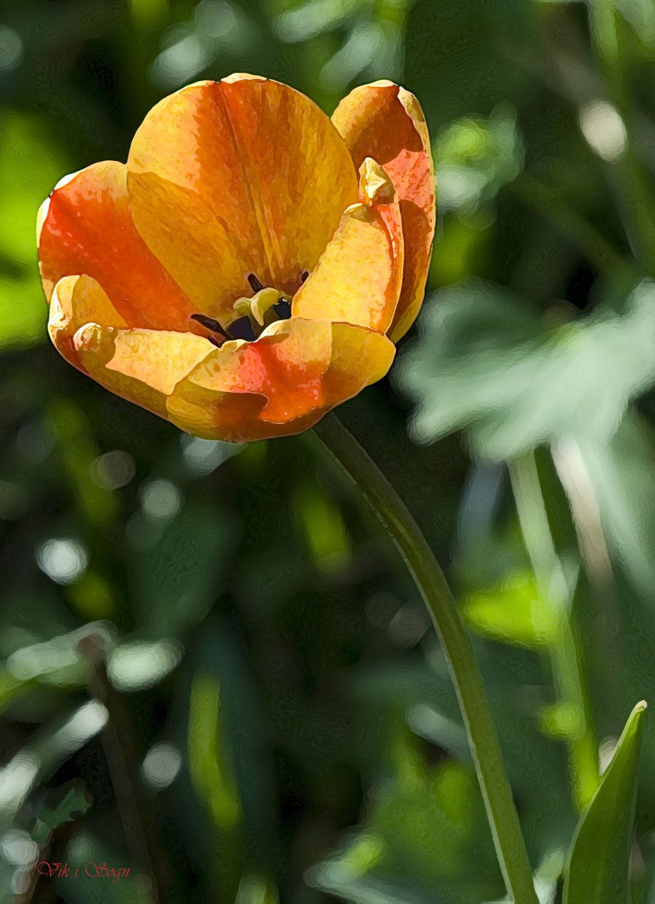 Tulipan - Tulip