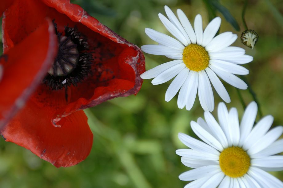 Valmue og prestekrager - Poppy and clergymans ruff