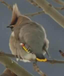 Sidensvans - Waxwing