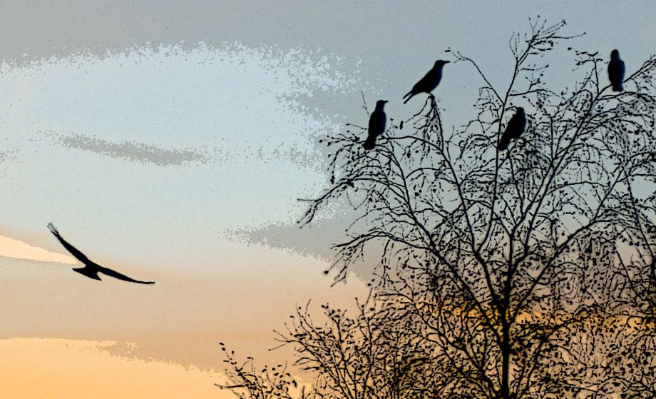 Kråker i solnedgang - Crows in sunset
