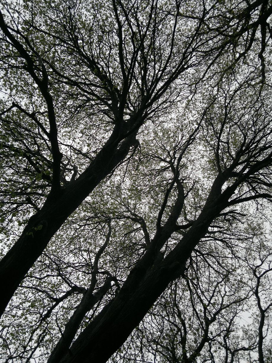 Bøkeskog Sandefjord