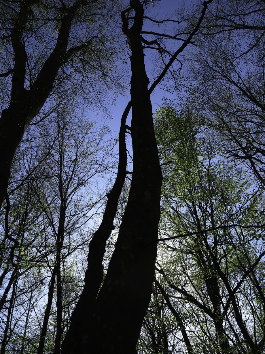Bøkeskog Sandefjord