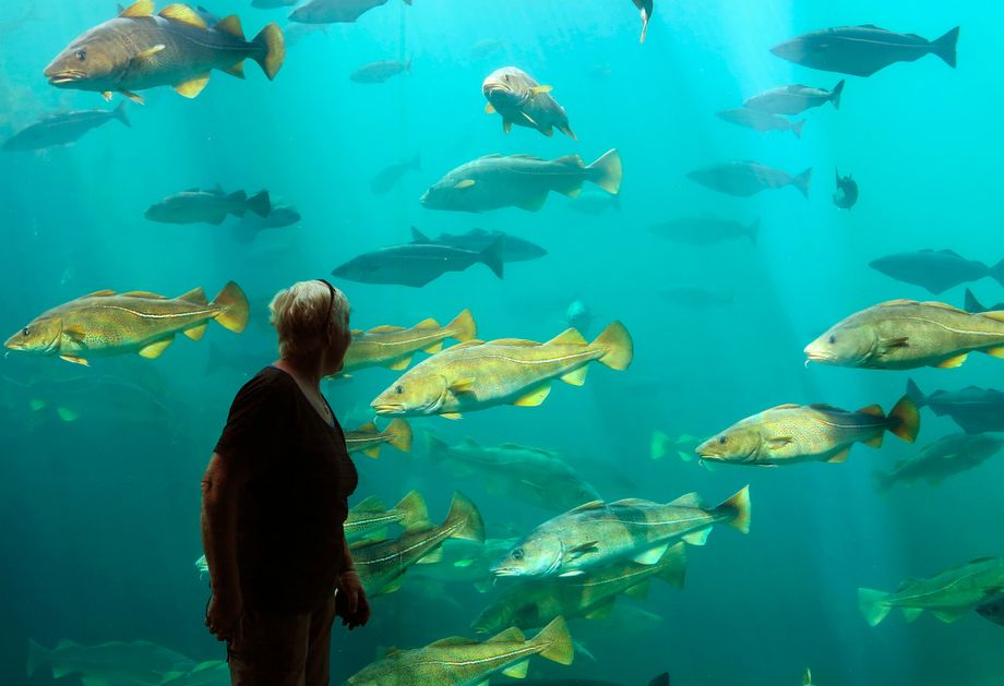 Akvariet i Ålesund - flott! - The aquarium in Ålesund - great!