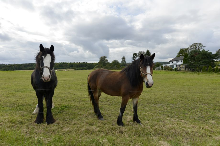 Hestar i Sandefjord - Horses in Sandefjord