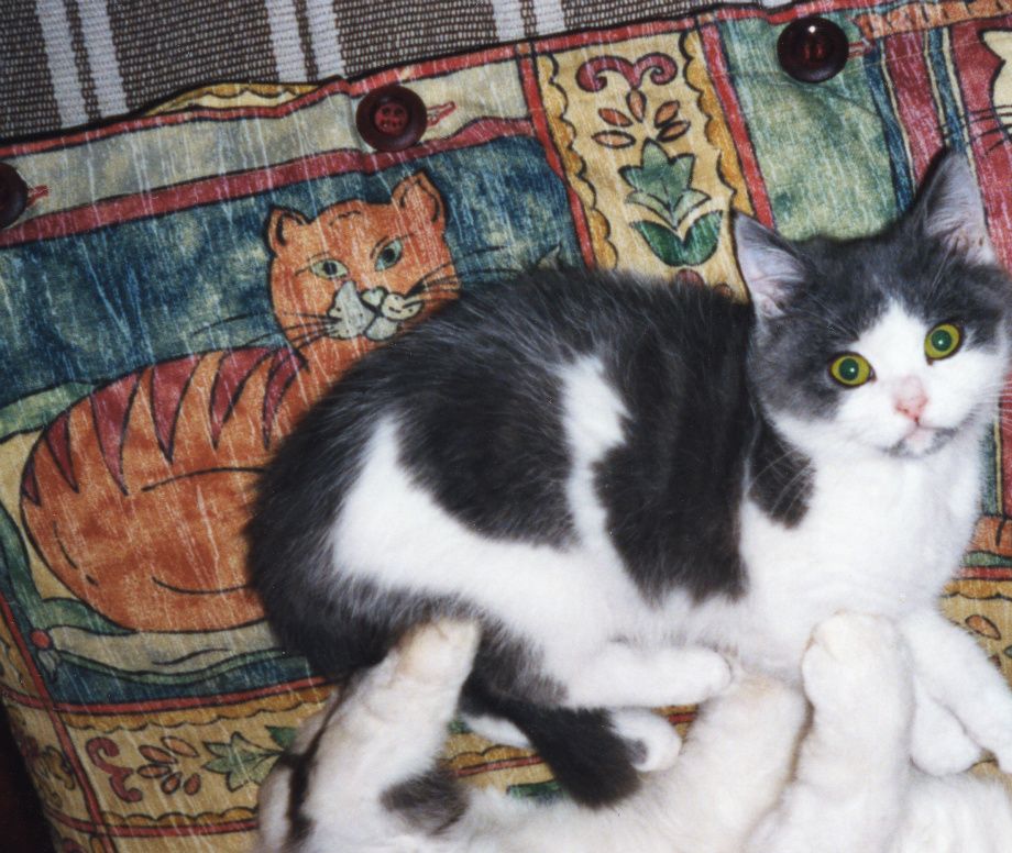 Storepusen og Lillepusen slappar av - The big cat and the little one relax