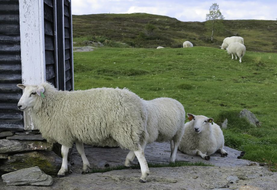 Sauer på stølen Kalbakk - Sheep at Kalbakk in Vik