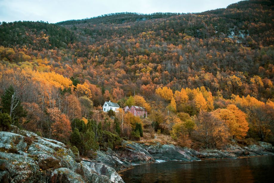 Det vesle bruket Svardal ved Sognefjorden  -  The little farm Svardal at the Sognefjord
Foto-

