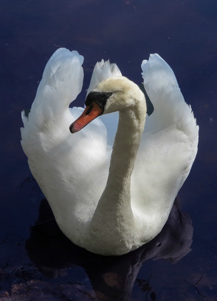 Den Stygge Andungen er blitt vaksen - The Ugly Duckling as grown-up
Foto -

