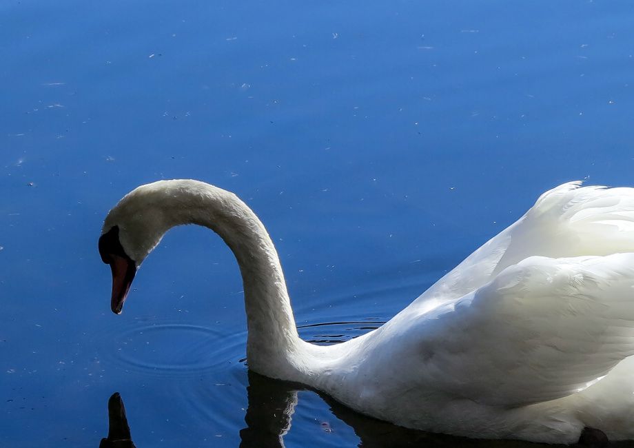 Svane 2. Kjære vannspeil, kven er vakreste svane i vannet her? - Swan 2. Dear water-mirror, who is the most beautiful swan in the water here?