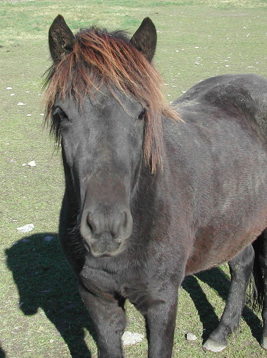 Hest på Ringerike i Prøysen land - Horse at Ringerike where the famous artist Alf Prøysen lived