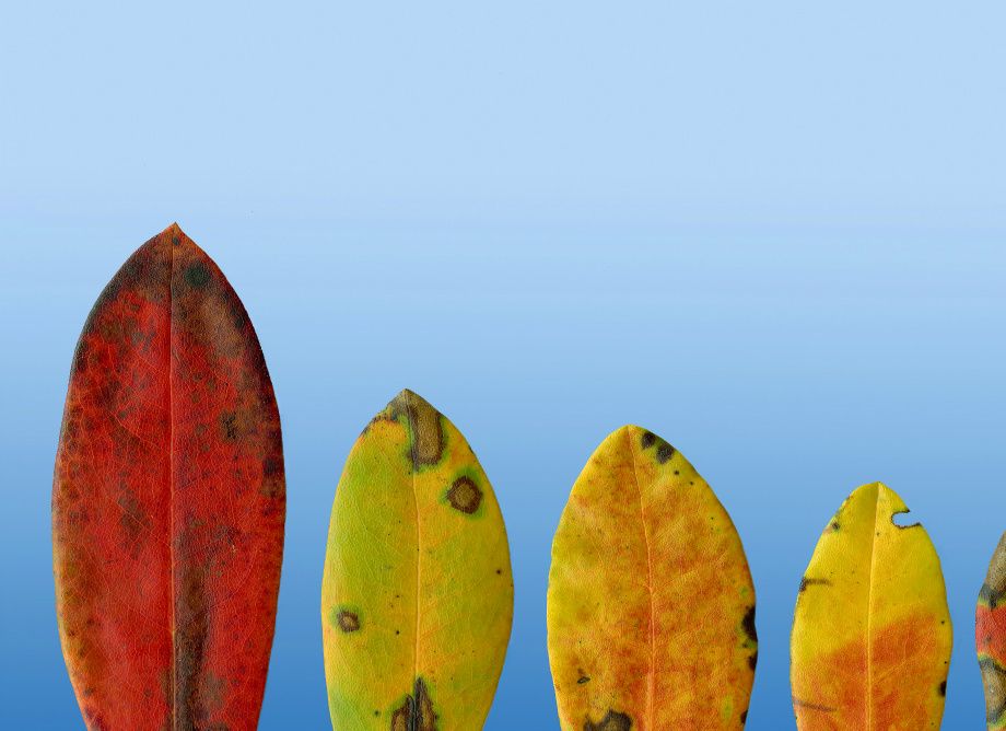 Versjon I : Utfyllande kompetanse - Complementing skills
