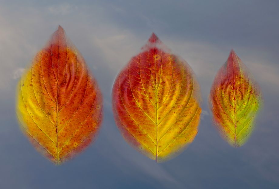 Hausttrio - Autumn trio
