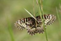 14-Zerynthia polyxena-S.Giovanni Nat.50m-20140427-fertig