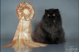 Niatross Best in Show