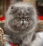 IMG_8991