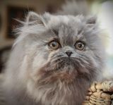 IMG_9009