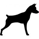 Dvärg Pinscher
