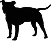 American staffordshier terrier