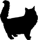 Katt långhårig 1
