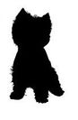Bichon frisé