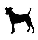 Jack russell