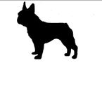 Boston terrier