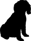 Cockapoo