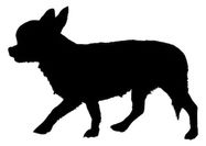 chihuahua 1
