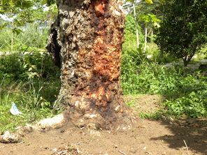 natupathie africaine