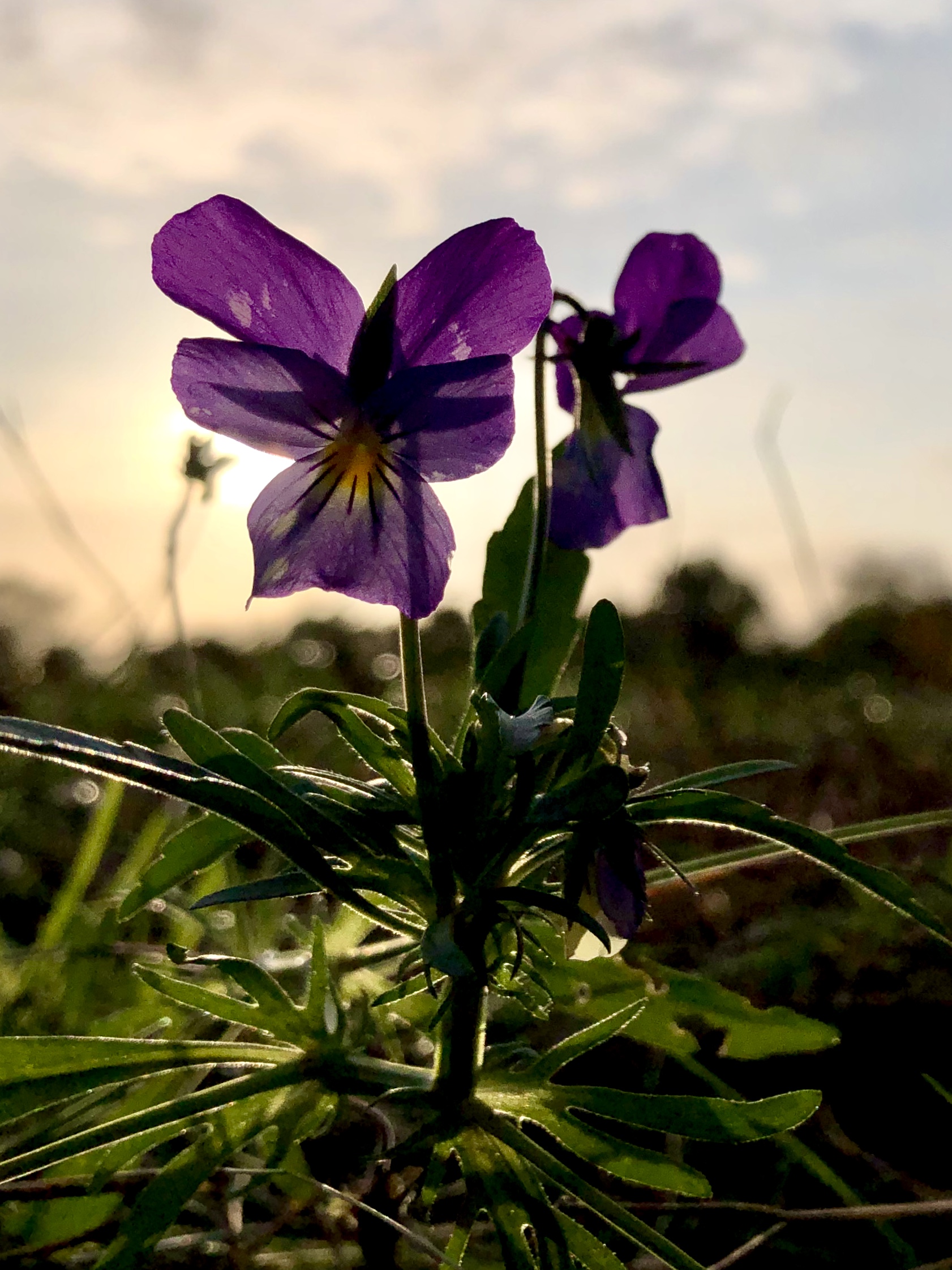 image00005